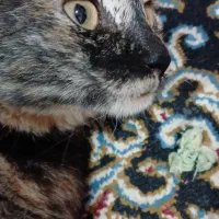 گربه ی گمشده|حیوانات|خرمشهر, |دیوار