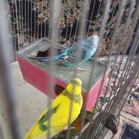 مرغ عشق و جذاب