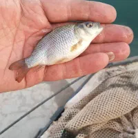 بچه ماهی کپور طلایی