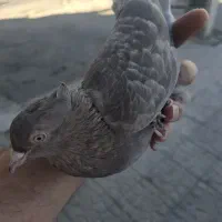 کبوتر دم سفید|پرنده|گرمدره, |دیوار