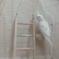 عروس هلندی آلبینیو