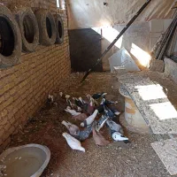 کبوتر|پرنده|نوده انقلاب, |دیوار