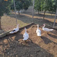 ..اردک اسرائیلی..|حیوانات مزرعه|شیرود, |دیوار