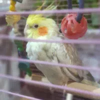 عروس هلندی نر با قفس