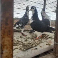 سه تا قلدور هوایی|پرنده|تربت جام, میان جام|دیوار