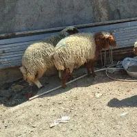 بره
