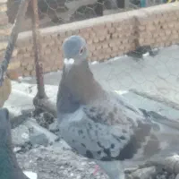 کفوتر آمانی درست