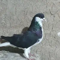 کبوتر هفرنگ زرد یهودی کبود خطی ماده خوشرنگ سیاه|پرنده|تاکستان, |دیوار