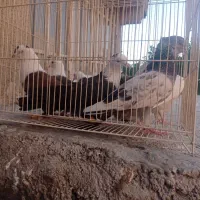 هفت عدد کبوتر
