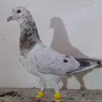 کبوتر