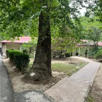 یک سگ شیتزو پیدا شده