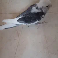 یک جفت عروس هلندی مولد|پرنده|خورموج, |دیوار