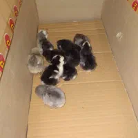 جوجه گلین ۴روزه|حیوانات مزرعه|نکا, |دیوار