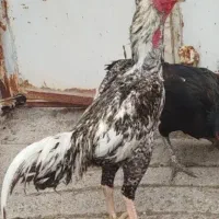 لاری اوشامو رنگ خاص کوکو توضیحات رو بخونین