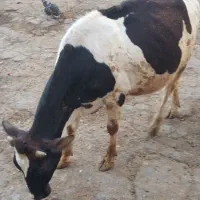 گوساله ماده چاق|حیوانات مزرعه|دالاهو, |دیوار