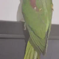 شاه طوطی