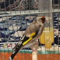 سهره ماده کارداده