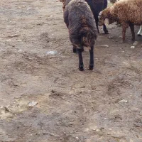 دو عدد بره قوچ افشاری اصل|حیوانات مزرعه|قوچان, |دیوار