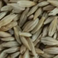 جو دیدم تمیز بزری ۱۵۰کیلو قیمت ۳۳هزار ممنون