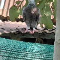 دو عدد کبوتر نر پرشی