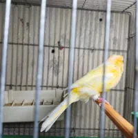 قناری مزایکی قرمز و سیلور و عروس هلندی|پرنده|اردبیل, |دیوار