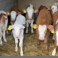 کارگر افغانی برای دامداری پرواری