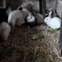 ۱۰ خرگوش نرو ماده