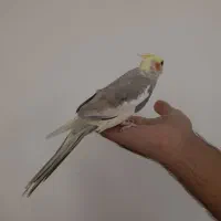 عروس هلندی ماده 6 ماهه