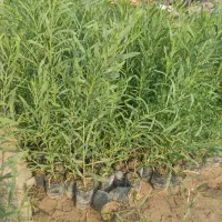 نهال اکاسیاه (بیدسیاه) اکالیپتوس چوب سیاه ۴۰تومن