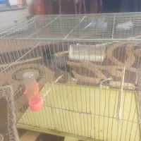 دو مرغ مینا سخنگو