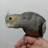 جوجه عروس هلندی سخن گو