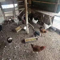 مرغ و خروس
