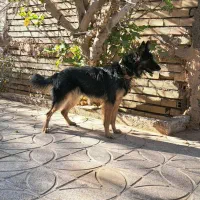 فروش ژرمن مو کلاسیک نر +هدیه ،توضیحات کامل|سگ|بم, |دیوار