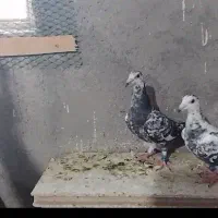 سه عدد جوجه سار سیاه
