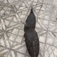 بوقلمون ماده اصیل
