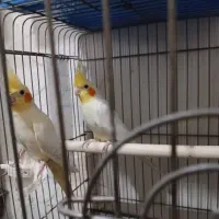 عروس هلندی جفت مولد صدردرصد  با تخم