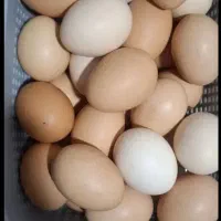 تخم مرغ محلی روزانه 25 عدد