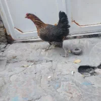 تعداد ۲۰ تا مرغ رسمی