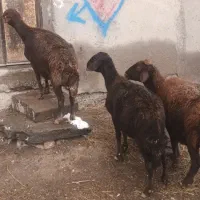 سه عددگوسفندیلینی|حیوانات مزرعه|اردبیل, |دیوار