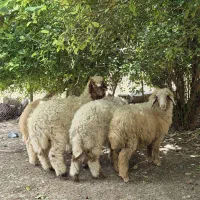 ۴عدد بره نر