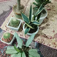 گل خانگی|گل و گیاه طبیعی|اردبیل, |دیوار