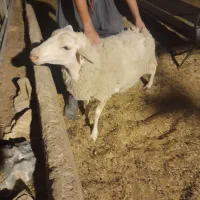 میش و بره لاکن