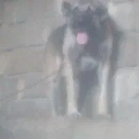 سگ سرابی از جنسه پله|سگ|میانه, |دیوار