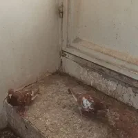 کارل میولمنز