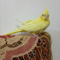 عروس هلندی|پرنده|ایلخچی, |دیوار