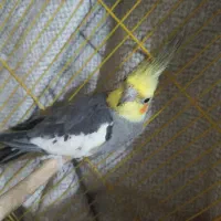 عروس هلندی نر