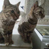 گربه خط دار راه راه|گربه|گرگان, |دیوار