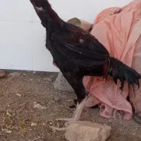 خروس لاری