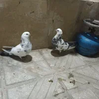 کبوتر