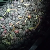 چیدن زیتون سیاه